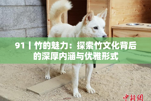 91丨竹的魅力：探索竹文化背后的深厚内涵与优雅形式