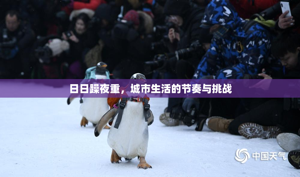 日日躁夜重，城市生活的节奏与挑战