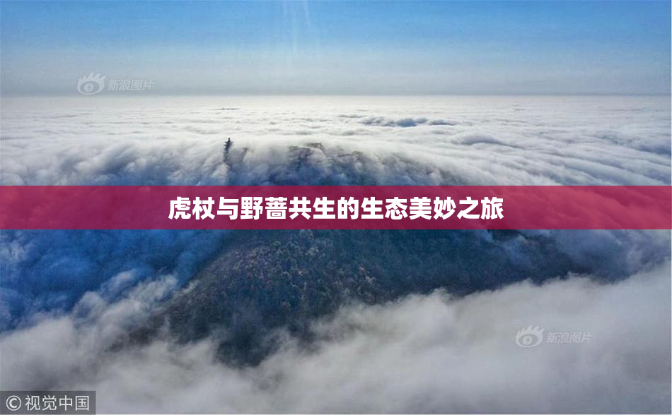虎杖与野蔷共生的生态美妙之旅