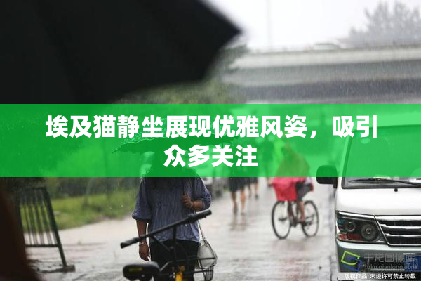 埃及猫静坐展现优雅风姿，吸引众多关注