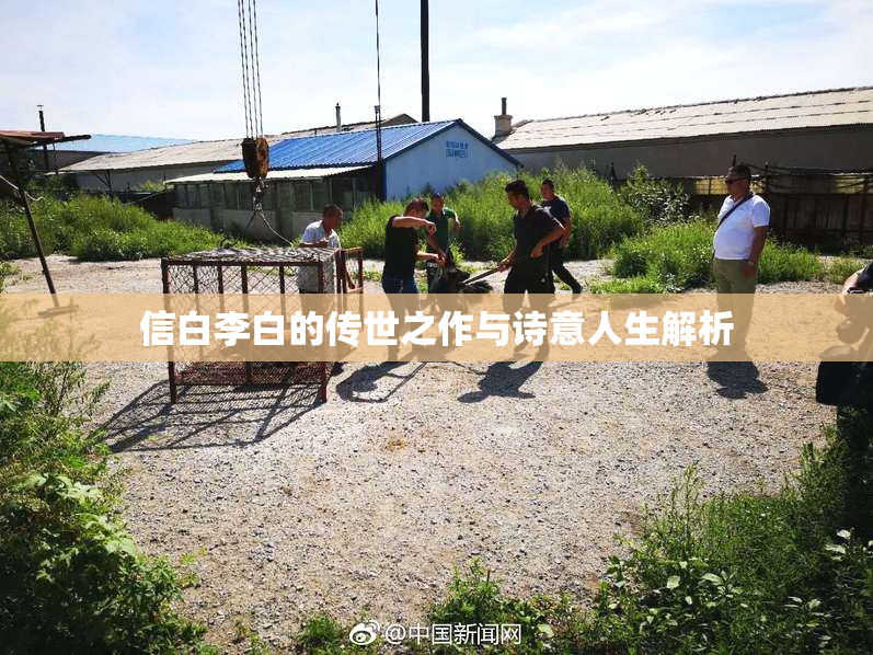 信白李白的传世之作与诗意人生解析