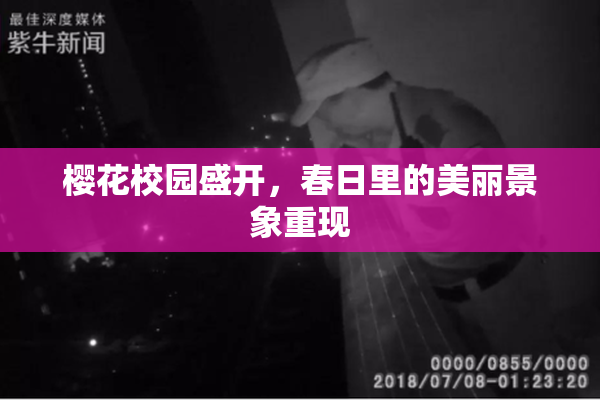 樱花校园盛开，春日里的美丽景象重现
