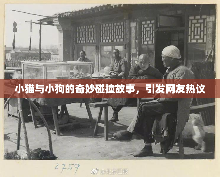 小猫与小狗的奇妙碰撞故事，引发网友热议