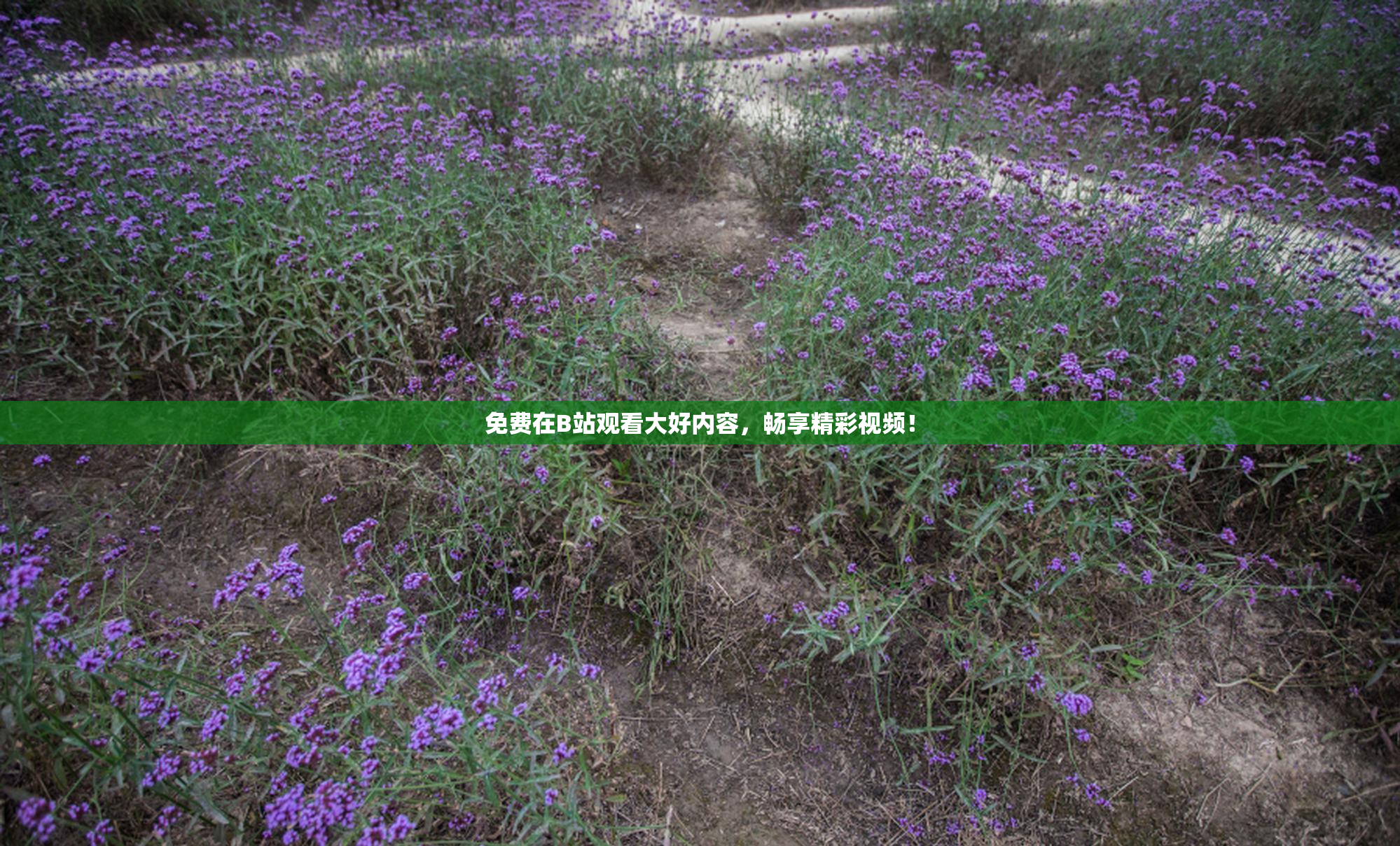免费在B站观看大好内容，畅享精彩视频！
