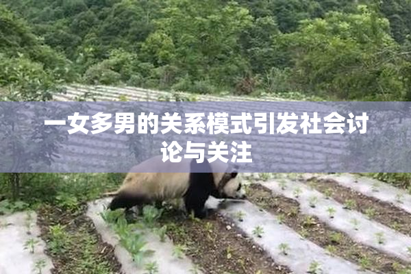 一女多男的关系模式引发社会讨论与关注