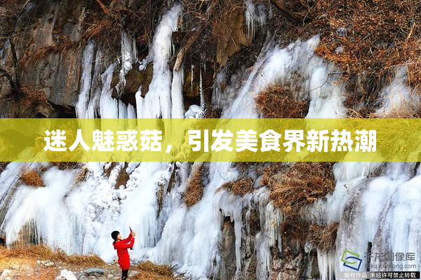 迷人魅惑菇，引发美食界新热潮