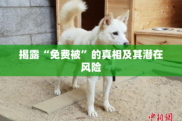 揭露“免费被”的真相及其潜在风险