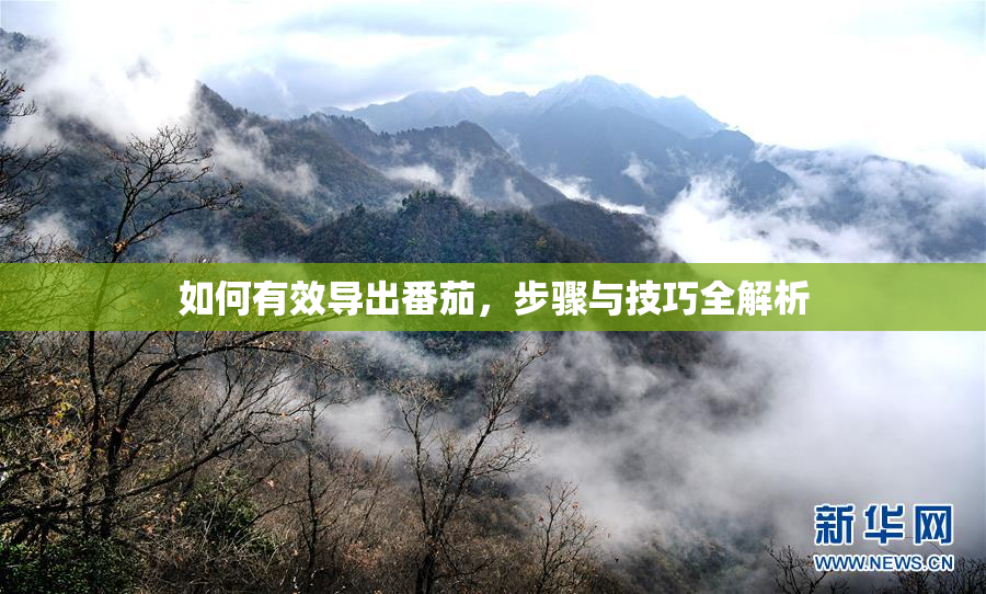 如何有效导出番茄，步骤与技巧全解析