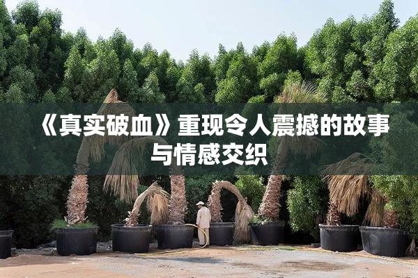 《真实破血》重现令人震撼的故事与情感交织