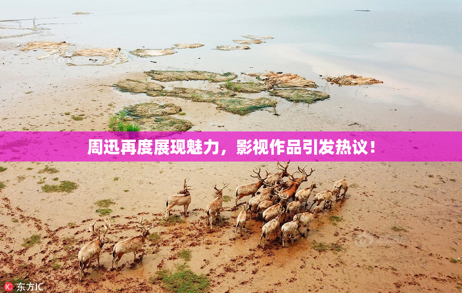 周迅再度展现魅力，影视作品引发热议！