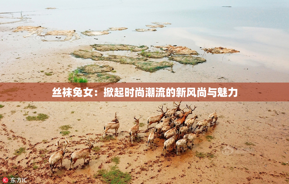 丝袜兔女：掀起时尚潮流的新风尚与魅力