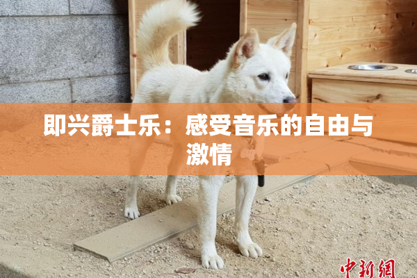 即兴爵士乐：感受音乐的自由与激情