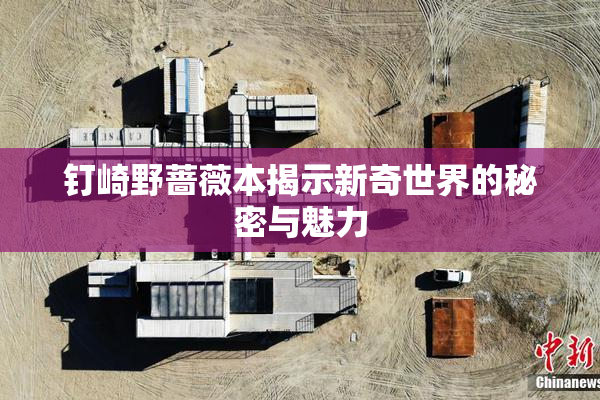 钉崎野蔷薇本揭示新奇世界的秘密与魅力