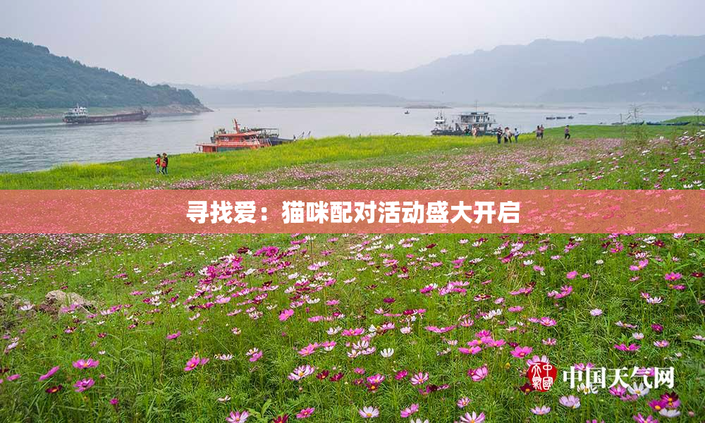 寻找爱：猫咪配对活动盛大开启