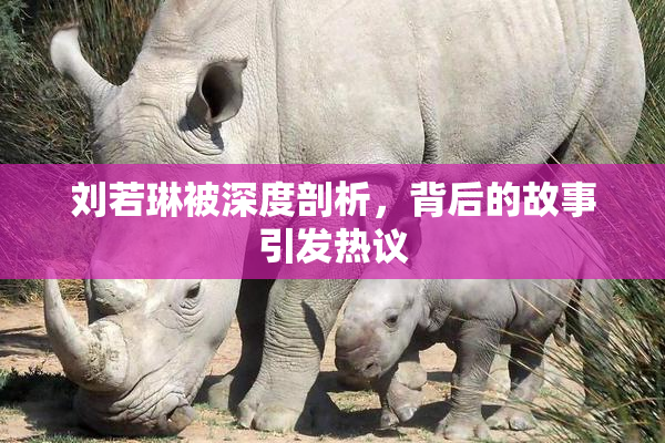 刘若琳被深度剖析，背后的故事引发热议