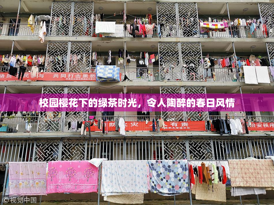 校园樱花下的绿茶时光，令人陶醉的春日风情