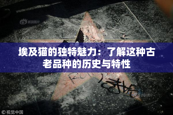 埃及猫的独特魅力：了解这种古老品种的历史与特性