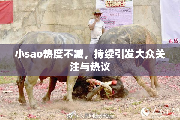 小sao热度不减，持续引发大众关注与热议