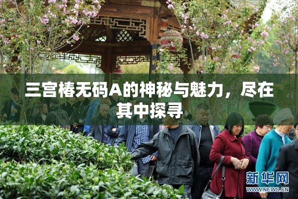 三宫椿无码A的神秘与魅力，尽在其中探寻