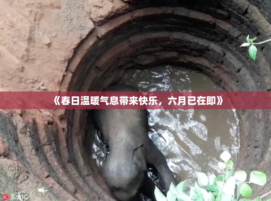 《春日温暖气息带来快乐，六月已在即》