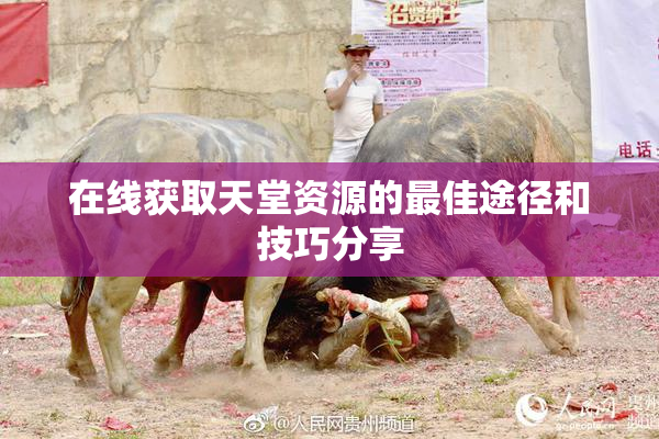 在线获取天堂资源的最佳途径和技巧分享