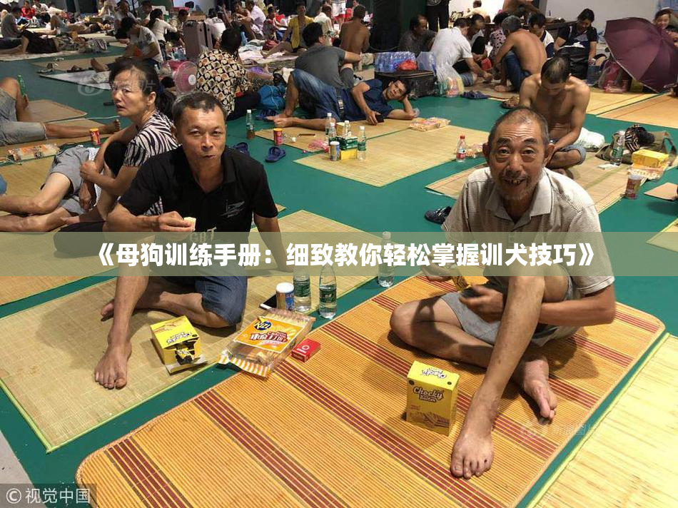 《母狗训练手册：细致教你轻松掌握训犬技巧》
