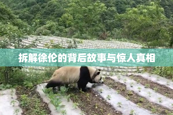 拆解徐伦的背后故事与惊人真相