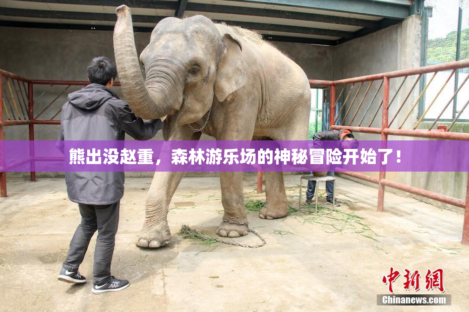 熊出没赵重，森林游乐场的神秘冒险开始了！