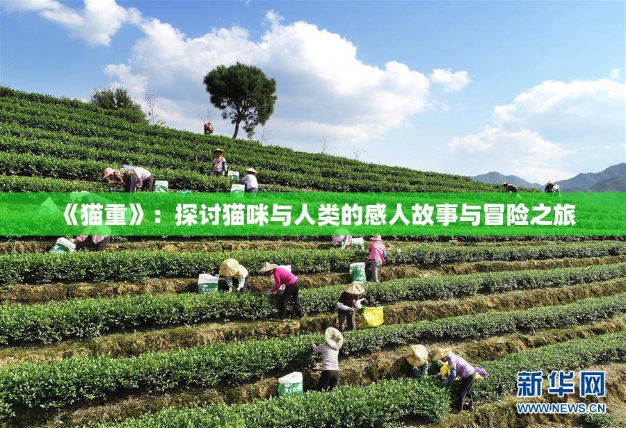《猫重》：探讨猫咪与人类的感人故事与冒险之旅