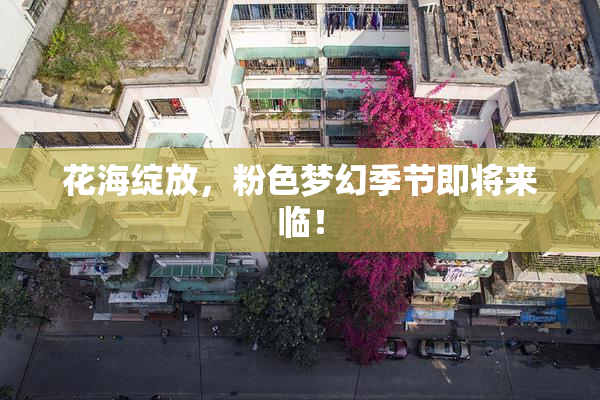花海绽放，粉色梦幻季节即将来临！
