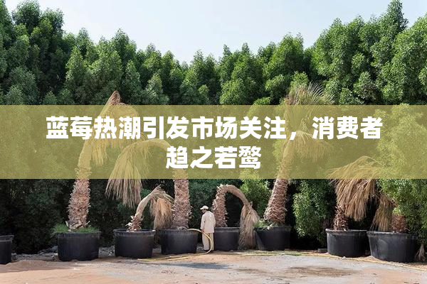 蓝莓热潮引发市场关注，消费者趋之若鹜