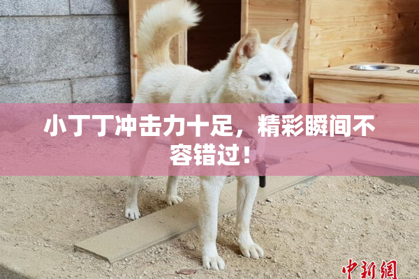 小丁丁冲击力十足，精彩瞬间不容错过！