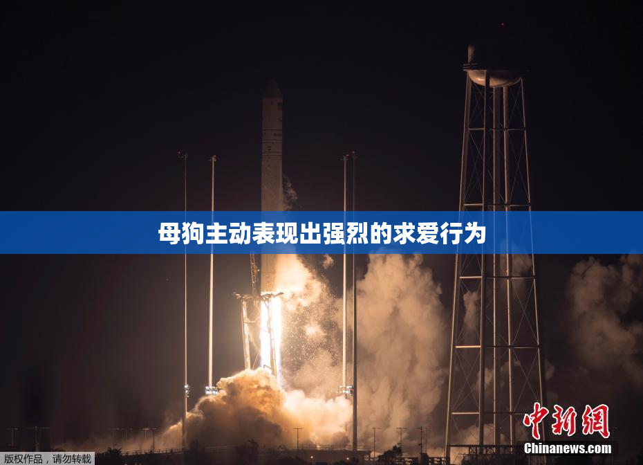 母狗主动表现出强烈的求爱行为