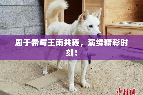 周于希与王雨共舞，演绎精彩时刻！