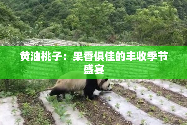 黄油桃子：果香俱佳的丰收季节盛宴