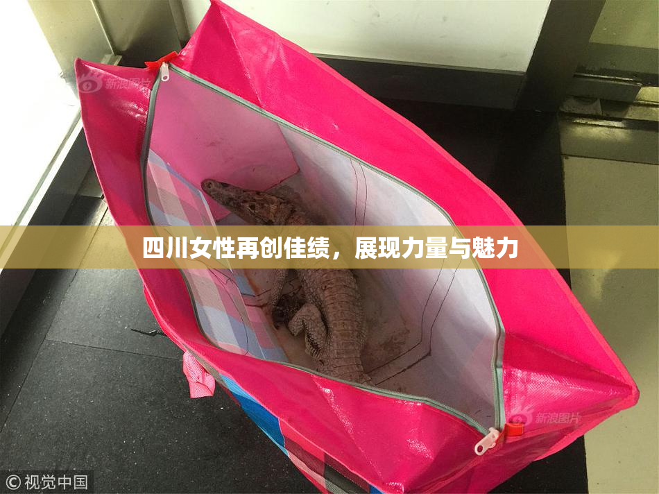 四川女性再创佳绩，展现力量与魅力