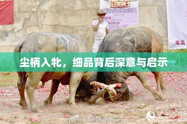尘柄入牝，细品背后深意与启示