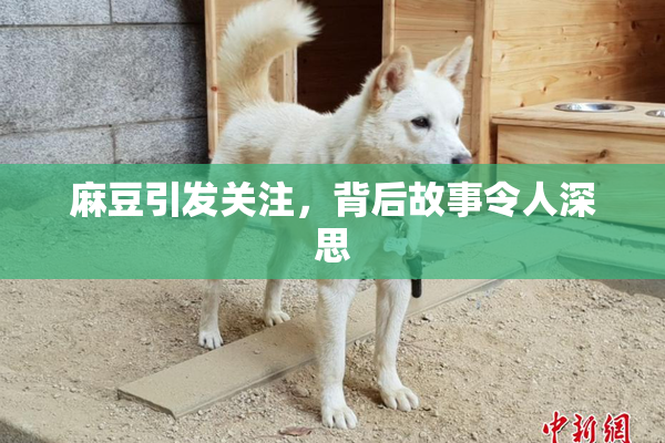 麻豆引发关注，背后故事令人深思