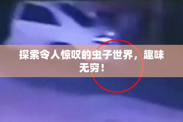 探索令人惊叹的虫子世界，趣味无穷！