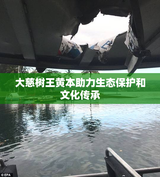 大慈树王黄本助力生态保护和文化传承