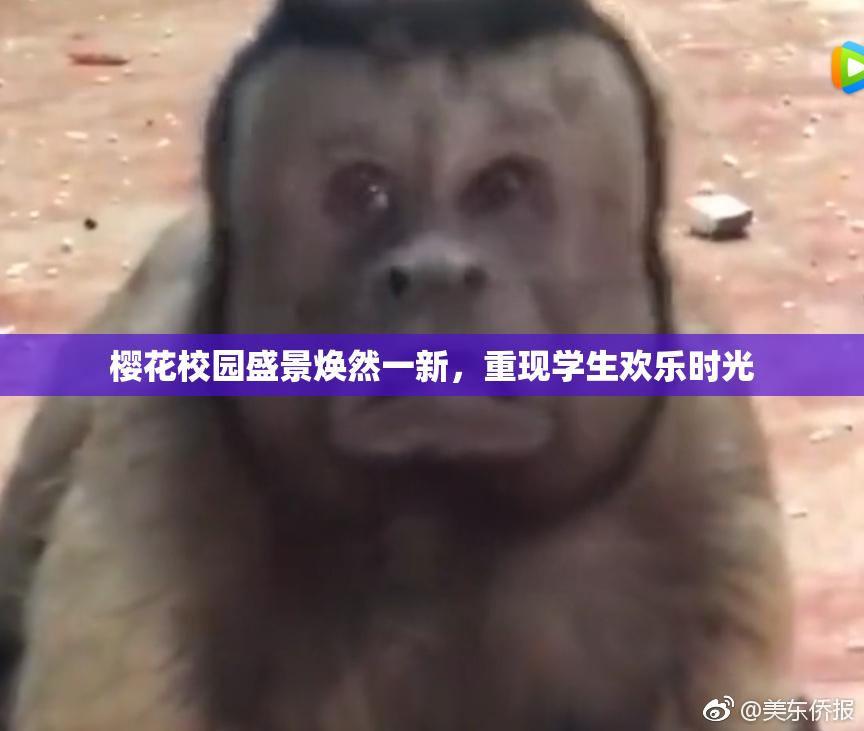 樱花校园盛景焕然一新，重现学生欢乐时光