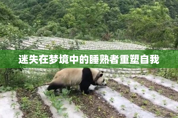 迷失在梦境中的睡熟者重塑自我