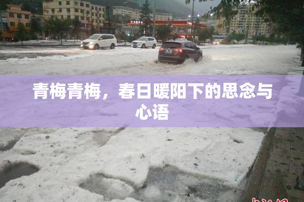 青梅青梅，春日暖阳下的思念与心语