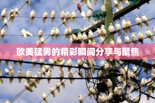 欧美猛男的精彩瞬间分享与聚焦
