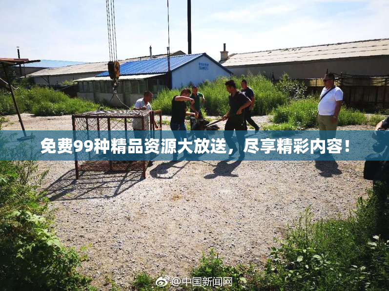 免费99种精品资源大放送，尽享精彩内容！
