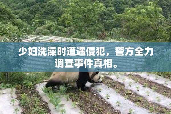 少妇洗澡时遭遇侵犯，警方全力调查事件真相。