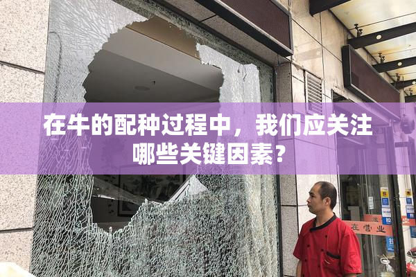 在牛的配种过程中，我们应关注哪些关键因素？