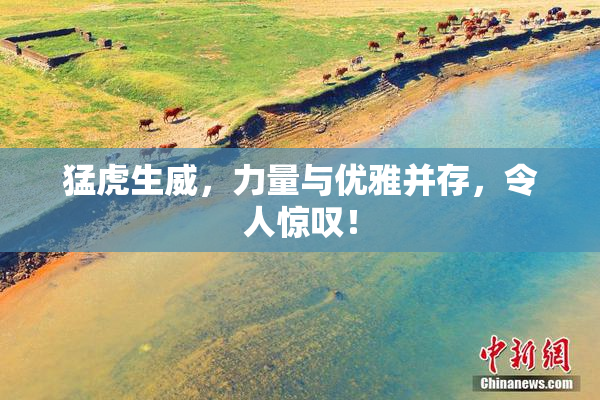 猛虎生威，力量与优雅并存，令人惊叹！