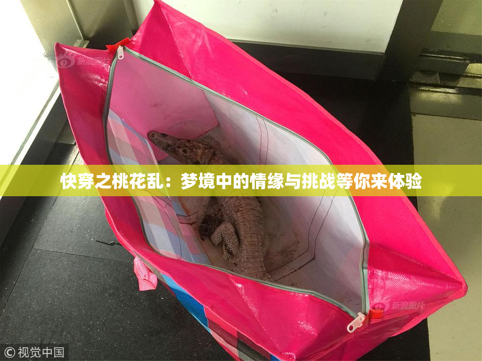 快穿之桃花乱：梦境中的情缘与挑战等你来体验