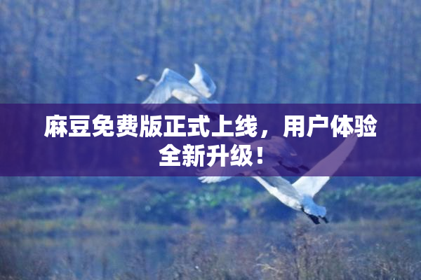 麻豆免费版正式上线，用户体验全新升级！